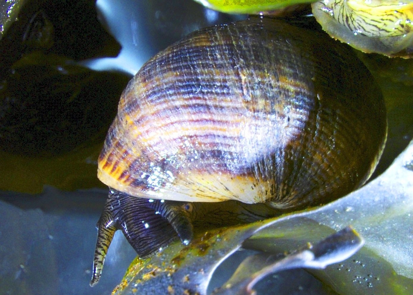 Die gemeine Strandschnecke frisst Mikroplastik, das auf der Oberfläche von Algen haften bleibt, einfach mit. Das macht ihr aber nichts aus, weil sie diese Partikel einfach unverdaut wieder ausscheidet.