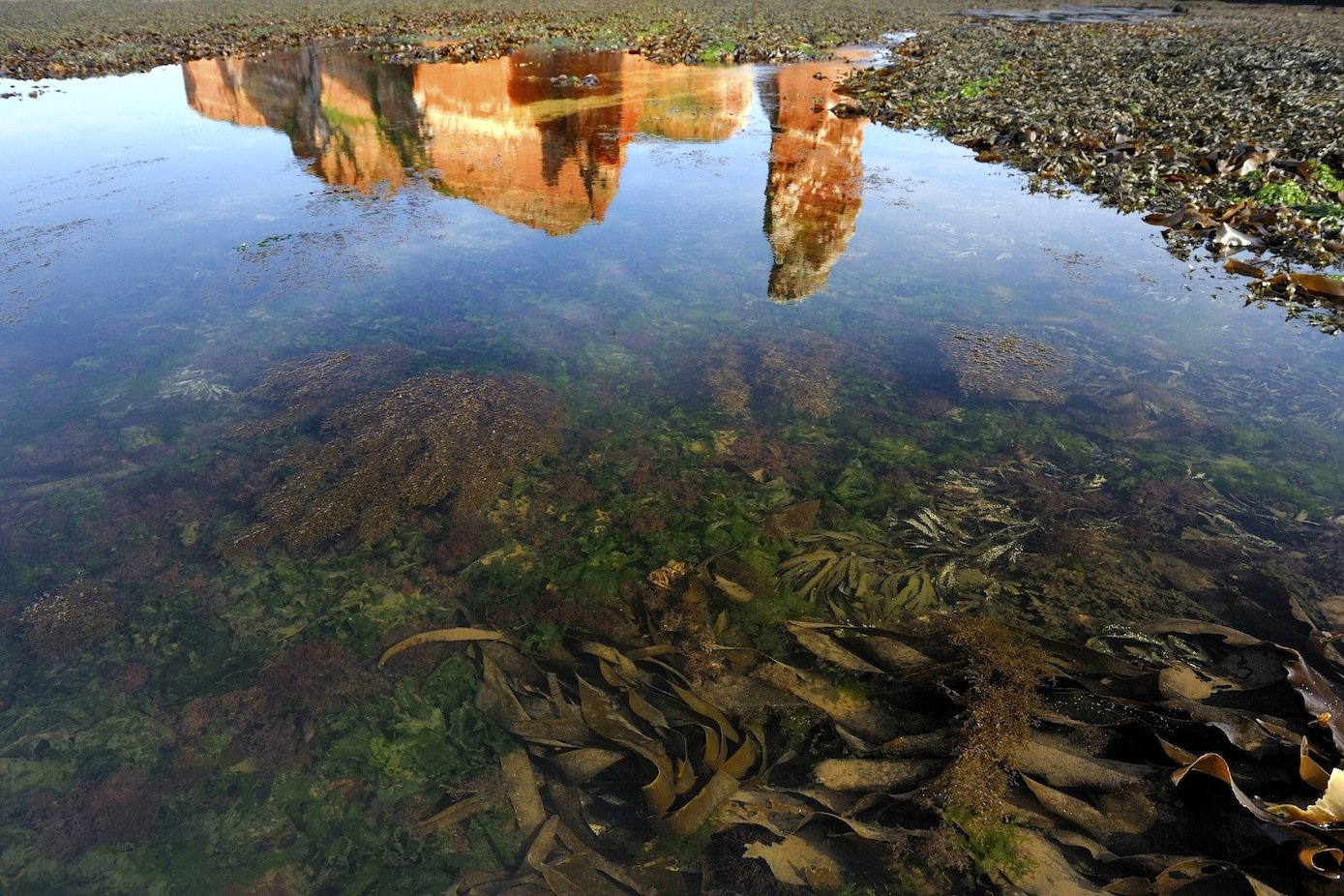 Felswatt vor Helgoland: Auf dem Tang haften die Plastikpartikel, die dann von Schnecken aufgenommen, aber auch wieder vollständig ausgeschieden werden.