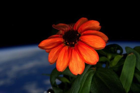 Orangene Zinnie: Die erste Blume blüht im Weltall. Weil sie von US-Astronaut Scott Kelly intuitiv richtig gepflegt wurde. 