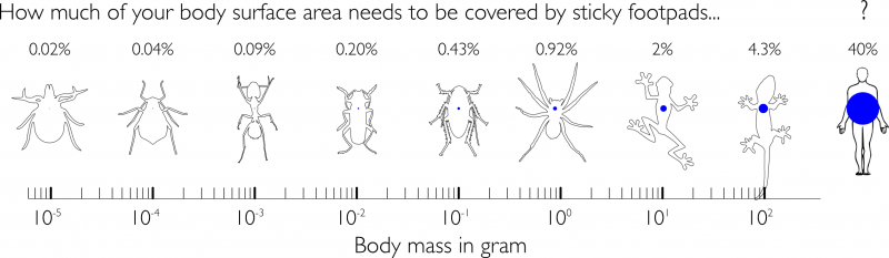 Von der Milbe zum Gecko vergrößert sich der für die Haftung benötigte Anteil der Körperoberfläche um das 200-fache. 