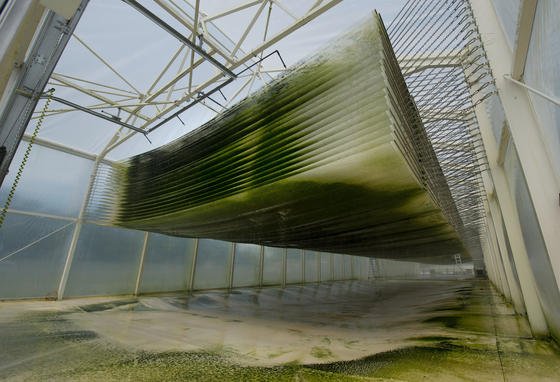 Algen tropfen durch Filtermatten in einem Foliengewächshaus des Forschungszentrums in Jülich. Im Projekt "Aufwind" wird dort die Produktion von Algen und deren Umwandlung zu Biokerosin untersucht. Auch in Japan wird sich jetzt verstärkt dem Thema Biokerosin gewidmet. 