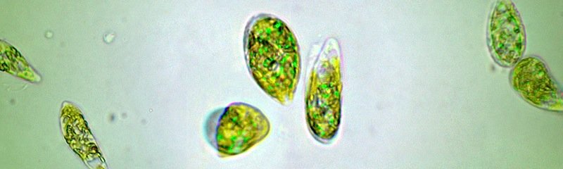 Die Geißelalge Euglena besitzt Merkmale der Pflanzen (z. B. Chloroplasten) und Merkmale der Tiere (z. B. Fehlen einer Zellwand).