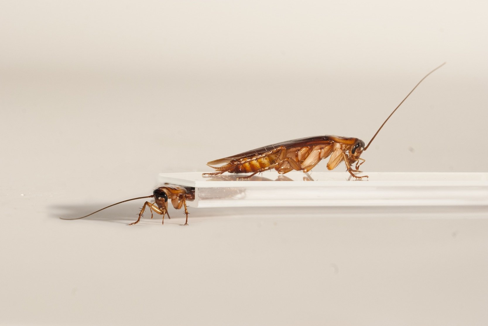Kakerlaken können ihre Beine sogar zur Seite ausrichten, um durch besonders enge Öffnungen hindurch zu kommen. Auch das kann der Roboter der Berkeley-Universität.