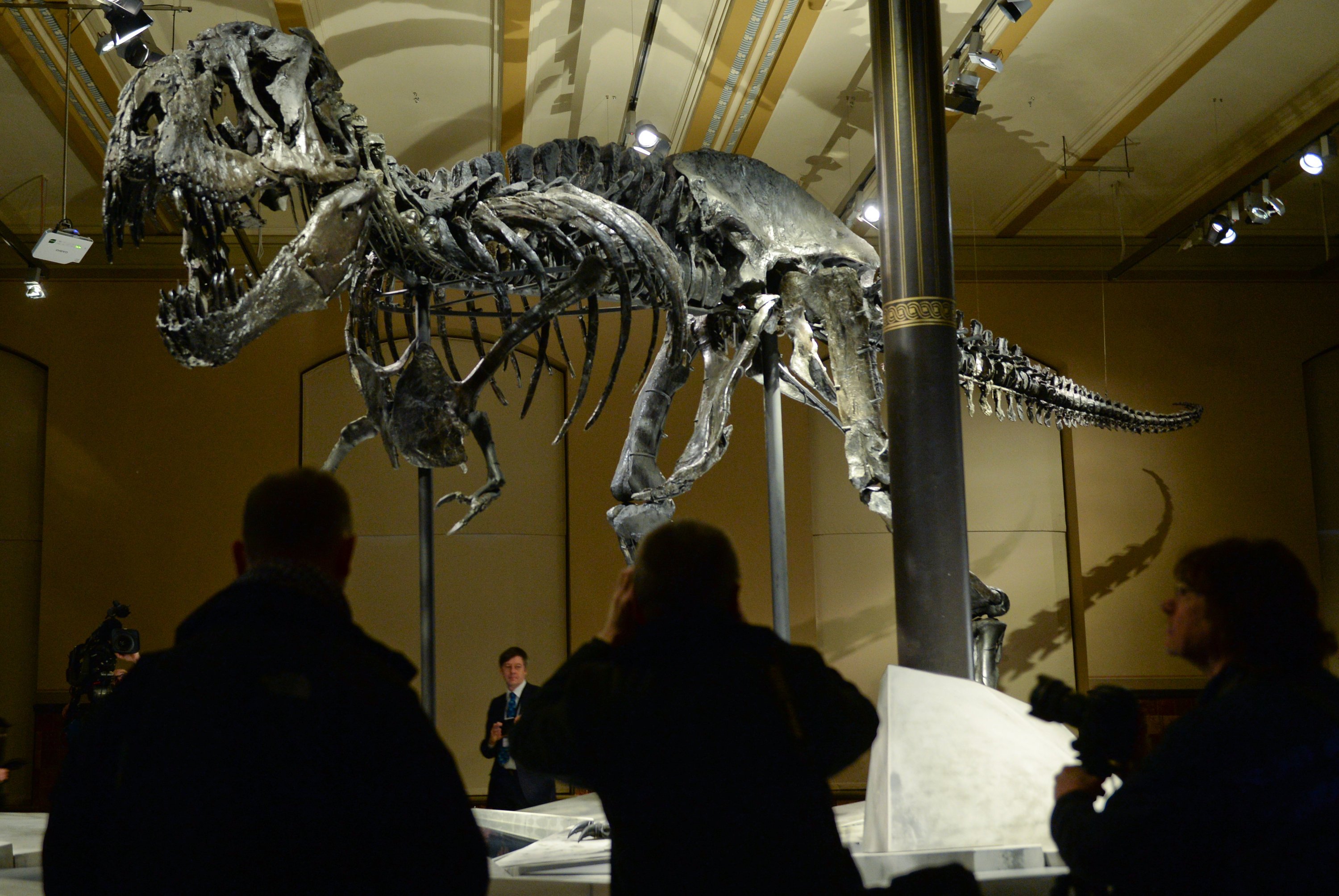 Das Skelett des Tyrannosaurus Rex namens Tristan im Naturkundemuseum in Berlin: Als virtuelles Wesen wird er als Attraktion auf der Cebit 2016 zu sehen sein.