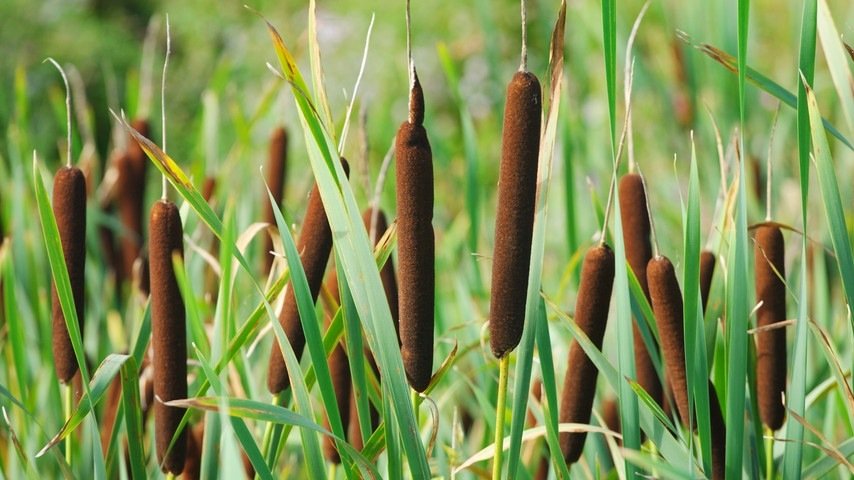 Rohrkolben (Typha) eignet sich als Dämmmaterial. In der Natur baut die Sumpfpflanze Kohlenwasserstoffe und andere organische Schadstoffe ab.