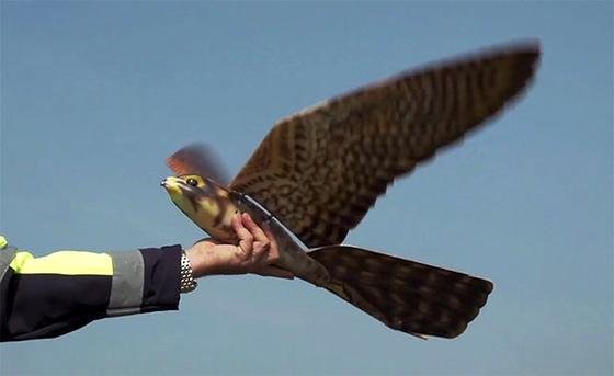 Robird kurz vor dem Abflug: Künftig könnte der Roboter-Falke an Flughäfen dafür sorgen, dass sich immer weniger Vögel dorthin trauen und damit auch die Gefahr von Kollisionen mit Flugzeugen sinkt. 