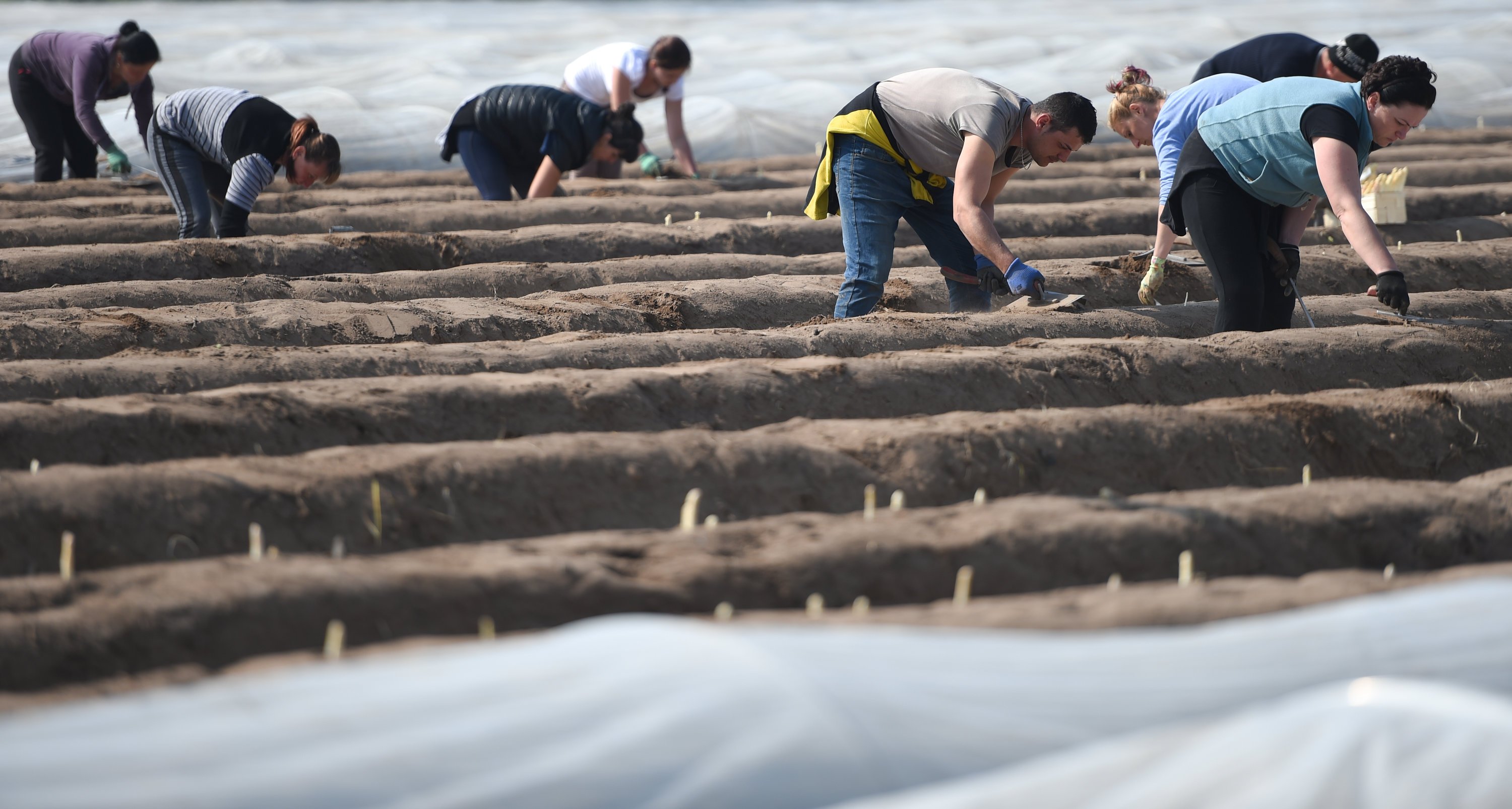 Erntehelfer: Wie hier bei der Spargelernte wird auch Blumenkohl überwiegend per Hand geerntet. Das Tückische: Erst wenn man die Blätter beiseite schiebt, kann man erkennen, ob er auch schon reif ist. 