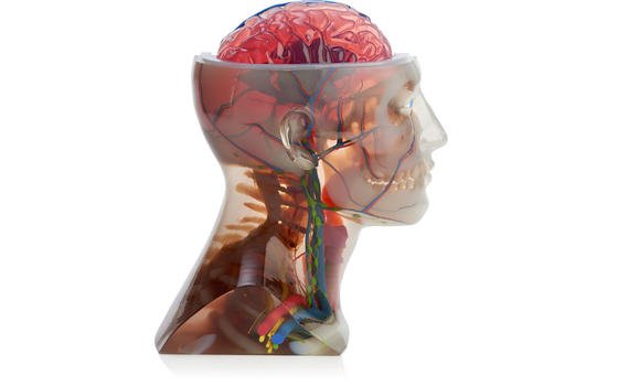 Viele Farben, etliche Materialien: Diese Anatomie-Büste wurde vom neuen Stratasys-Drucker J750 gefertigt – in einem Stück.