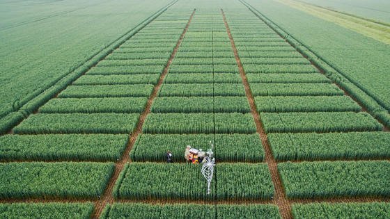 Versuchsfeld für Düngemittel in der Region Hannover: Fraunhofer Forscher haben eine umweltfreundliche Technologie entwickelt, mit der aus Abwasser direkt phosphathaltiger Dünger hergestellt werden kann. 