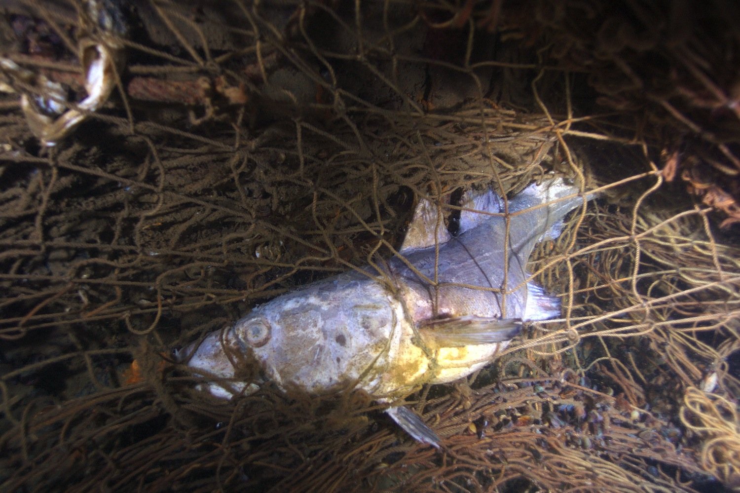 Für Fische werden die Geisternetze zur lautlosen Todesfalle. Allein in der Ostsee landen jedes Jahr bis zu 10.000 herrenlose Netze auf dem Meeresboden. 