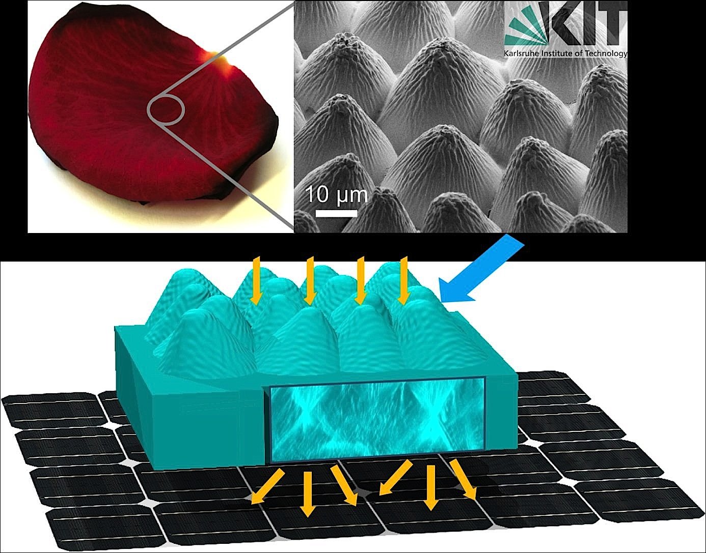 Ingenieure des KIT haben die Epidermis eines Rosenblütenblatts in einer transparenten Schicht nachgebildet. Diese Schicht wird dann in die Vorderseite einer Solarzelle integriert. Sofort ist diese präparierte Solarzelle bei senkrechtem Lichteinfall zwölf Prozent effektiver.