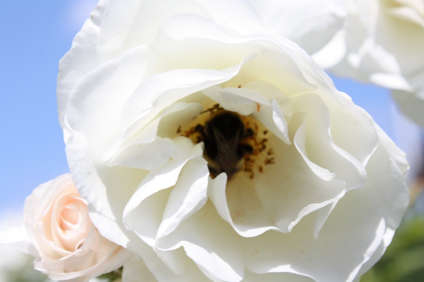 Eine Schneewittchen-Rose im Garten unseres Autors Detlef Stoller: Die Blütenblätter der Rose sind so optimal aufgebaut, dass sie das Sonnenlicht auch aus verschiedenen Richtungen optimal nutzen können. 