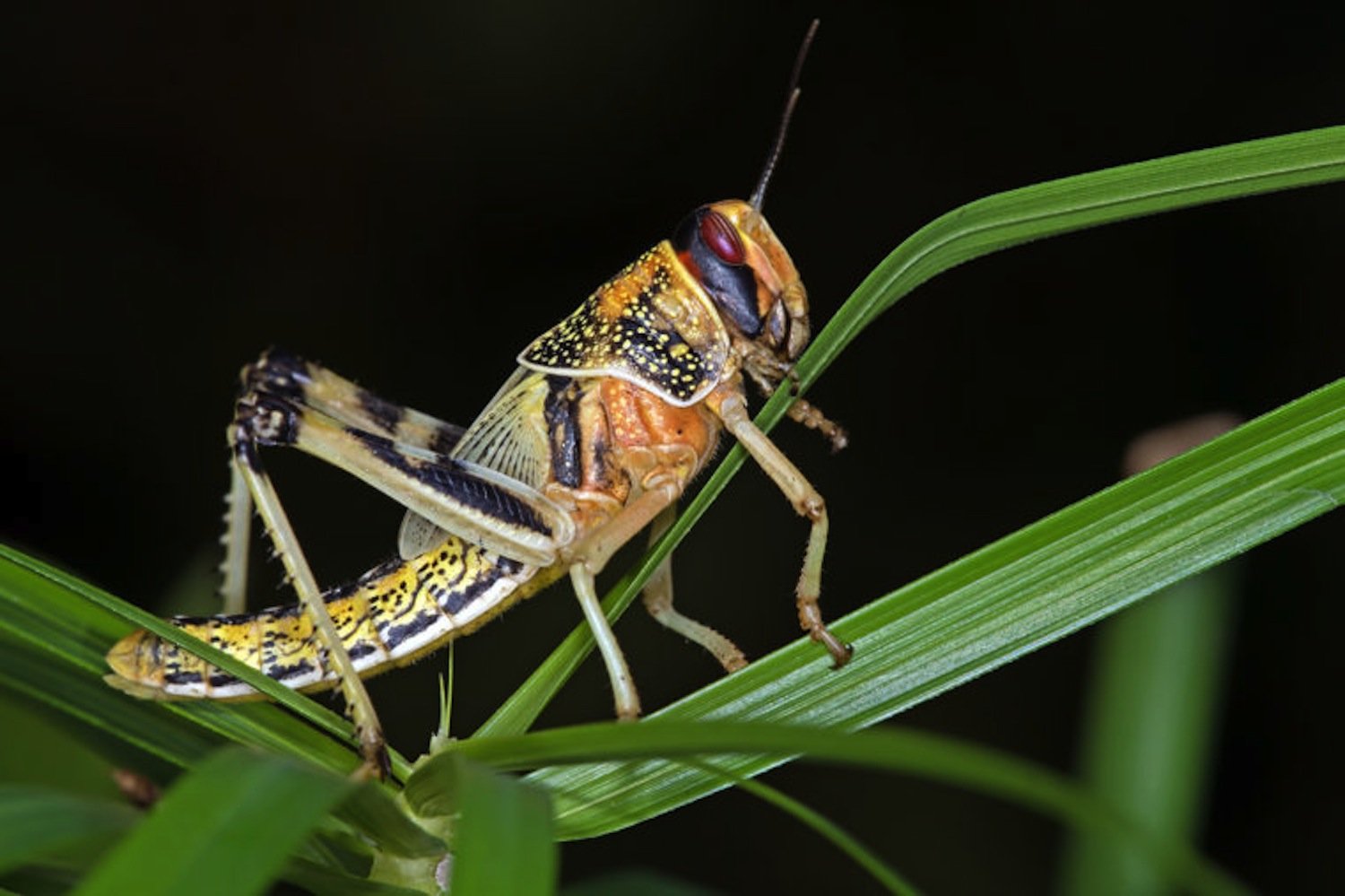 Heuschrecken sind Schnüffel-Weltmeister: Die Tiere können innerhalb weniger hundert Millisekunden neue Gerüche in der Umgebung wahrnehmen. 