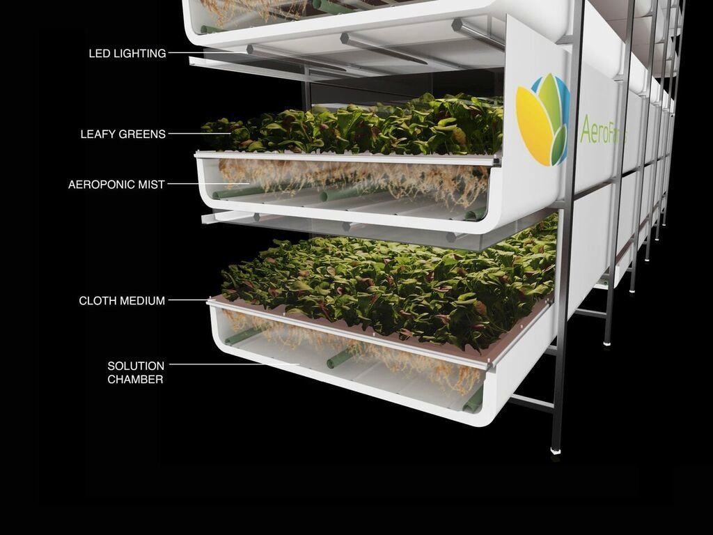 Die Pflanzen wachsen in übereinander gestapelten Setzkästen. Die Wurzeln hängen in der Luft und werden regelmäßig mit einem Gemisch aus Wasser und Nährstoffen benetzt. Die Bewohner der Vertical Farm sind bescheiden. Laut AeroFarms werden für ihren Anbau 95 % weniger Wasser, 50 % weniger Nährstoffe und keine Fungizide, Pestizide oder Herbizide benötigt.