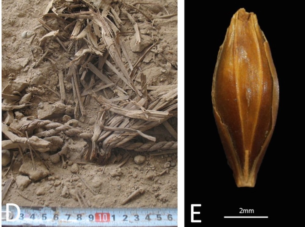 Aufnahme eines in der Yoram-Höhle gefundenen Gerstenkorns (re.): Dank der extremen Trockenheit der judäischen Wüste ist pflanzliches Material außerordentlich gut erhalten.