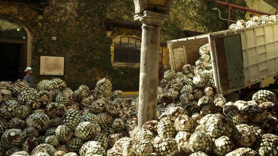 Verarbeitung von Agaven zu Tequila: Die Fasern der Agave wurden nach der Tequila-Herstellung bislang kaum genutzt. Jetzt will Ford Kabelbäume und Verkleidungen im Fahrzeuginneren aus Agaven hergestellen. 