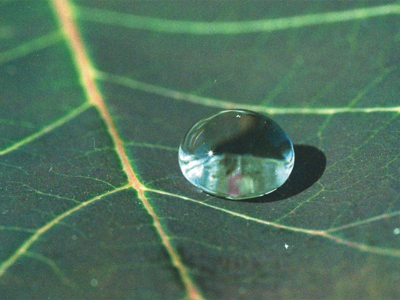 Beim Lotus-Effekt füllt eine dünne Schicht aus Luft die mikroskopische Rauigkeit der Oberfläche aus. Wasser kann dadurch nicht eindringen und perlt ab.