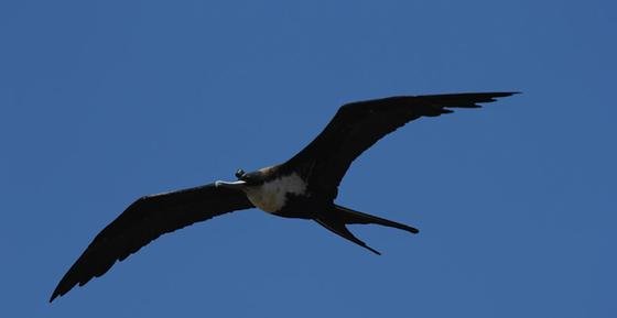 Dieser Fregattvogel ist mit einem Sensorsystem ausgestattet. Die Messungen zeigen: Die Vögel schlafen während langer Flugstrecken durchschnittlich 42 Minuten pro Tag. 