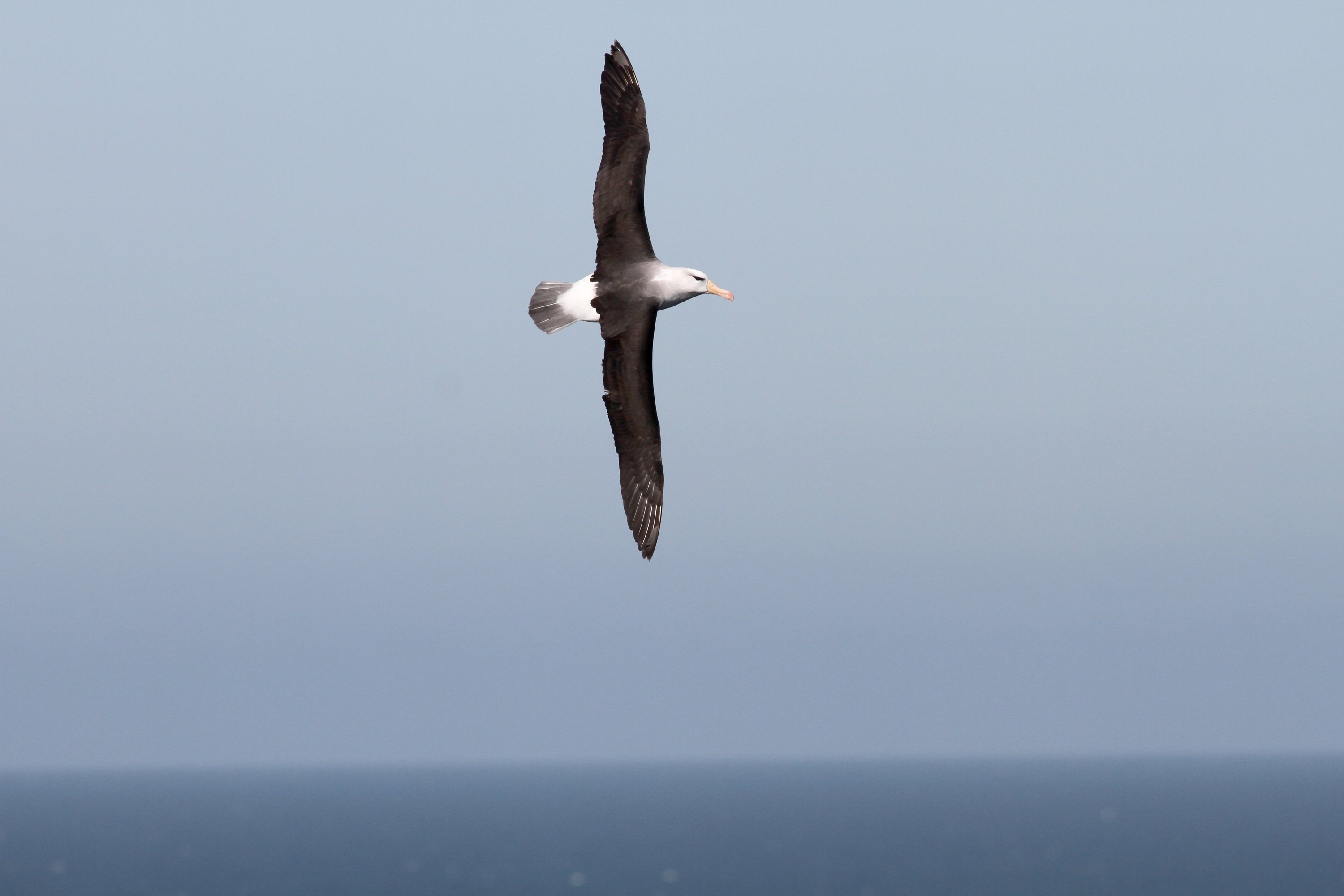 Ein seltener Schwarzbrauenalbatros (Diomedea melanophris) fliegt über der Küste von Helgoland (Schleswig-Holstein). Warum Schlafmangel den Langzeitflug der Vögel nicht beeinträchtigt, ist für die Forscher bislang ein Mysterium. 