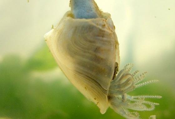 Auf einem Treibholz klebt dieser Rankenfußkrebs (Dosima fascicularis) fest. Dafür produziert er ein schaumartiges Hydrogel, dass Wissenschaftler als Superkleber nutzen wollen. 