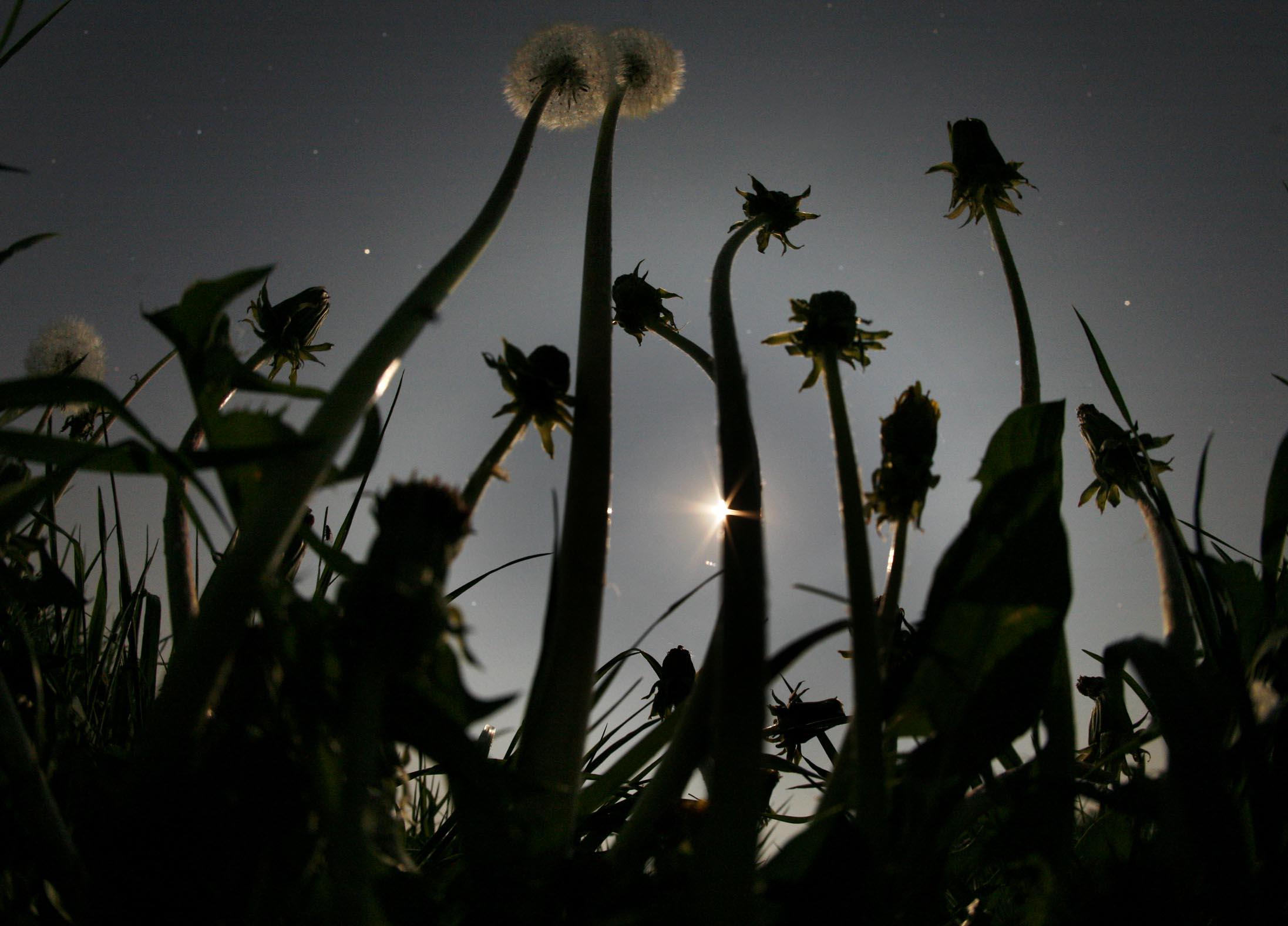 Sternenhimmel über der Rhön in Hessen: Am besten lassen sich Sternschnuppen beobachten, wenn der Mond untergegangen ist.