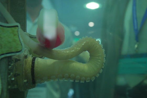 Der künstliche Oktopusarm kann sich biegen, strecken, zusammenziehen oder versteifen. 
