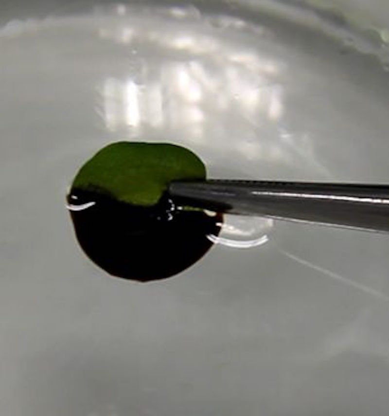 Das Blatt eines Schwimmfarns absorbiert den Öltropfen in 30 Sekunden: Das Geheimnis der Absorption sind so genannte Trichome – haarähnliche Ausläufer auf der Blattoberfläche.