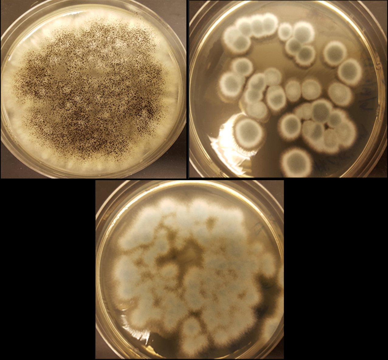 Die Schimmelpilze Aspergillus niger, Penicillium simplicissimum und Penicillium chrysogenum  produzieren auf natürliche Weise organische Säuren, und die Säuren waschen Lithium und Kobalt heraus.