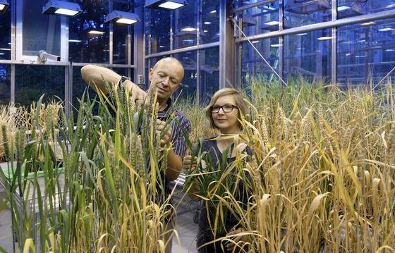 Professor Panstruga und Mitarbeiterin Anja Reinstädler untersuchen Weizen im Gewächshaus.