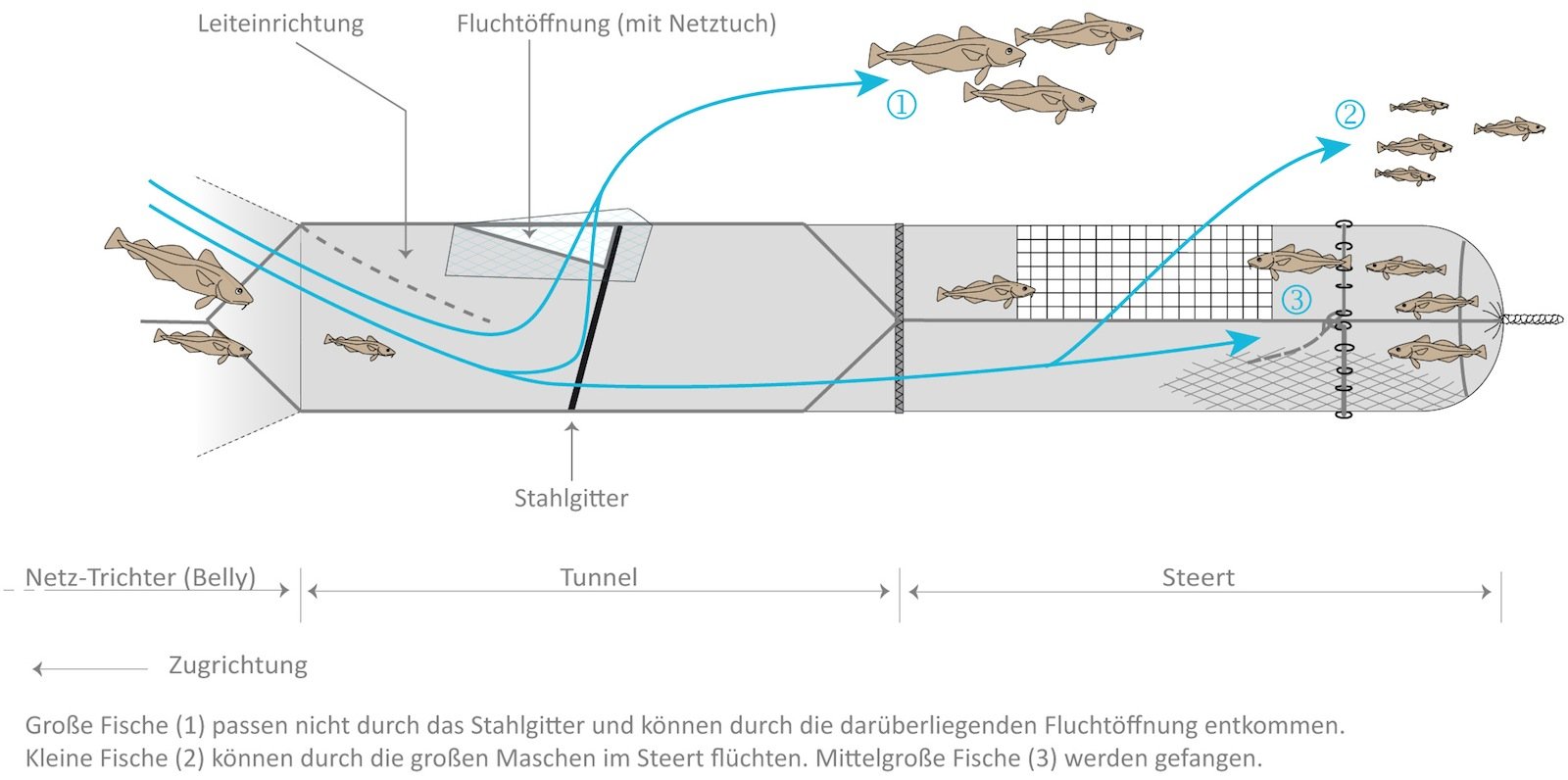 Grafik zum selektiv nach Größen fangenden Netz.