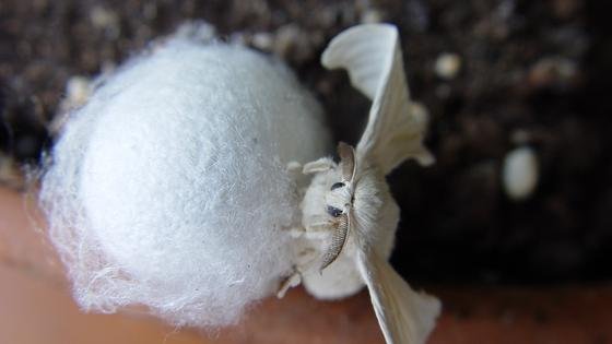 Der Seidenspinner oder Maulbeerspinner (Bombyx mori).