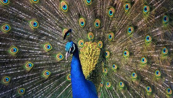 Blauer Pfau präsentiert sein farbenprächtiges Rad: Ein Beispiel für die dynamischen Farbeffekte der Natur.