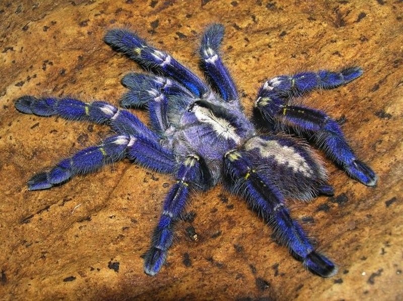 Die blaue Vogelspinne (Poeclotheria metallica) inspirierte Forscher zur Herstellung nicht irisierender struktureller Farben.