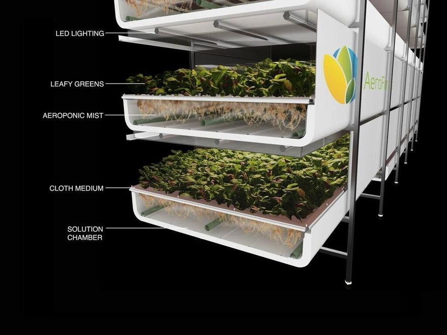 Beim Vertical Farming von AeroFarms wachsen die Pflanzen in übereinander gestapelten Setzkästen. Die Wurzeln hängen in der Luft und werden regelmäßig mit einem Gemisch aus Wasser und Nährstoffen benetzt. Die Bewohner der Vertical Farm sind bescheiden. Laut AeroFarms werden für ihren Anbau 95 % weniger Wasser, 50 % weniger Nährstoffe und keine Fungizide, Pestizide oder Herbizide benötigt.