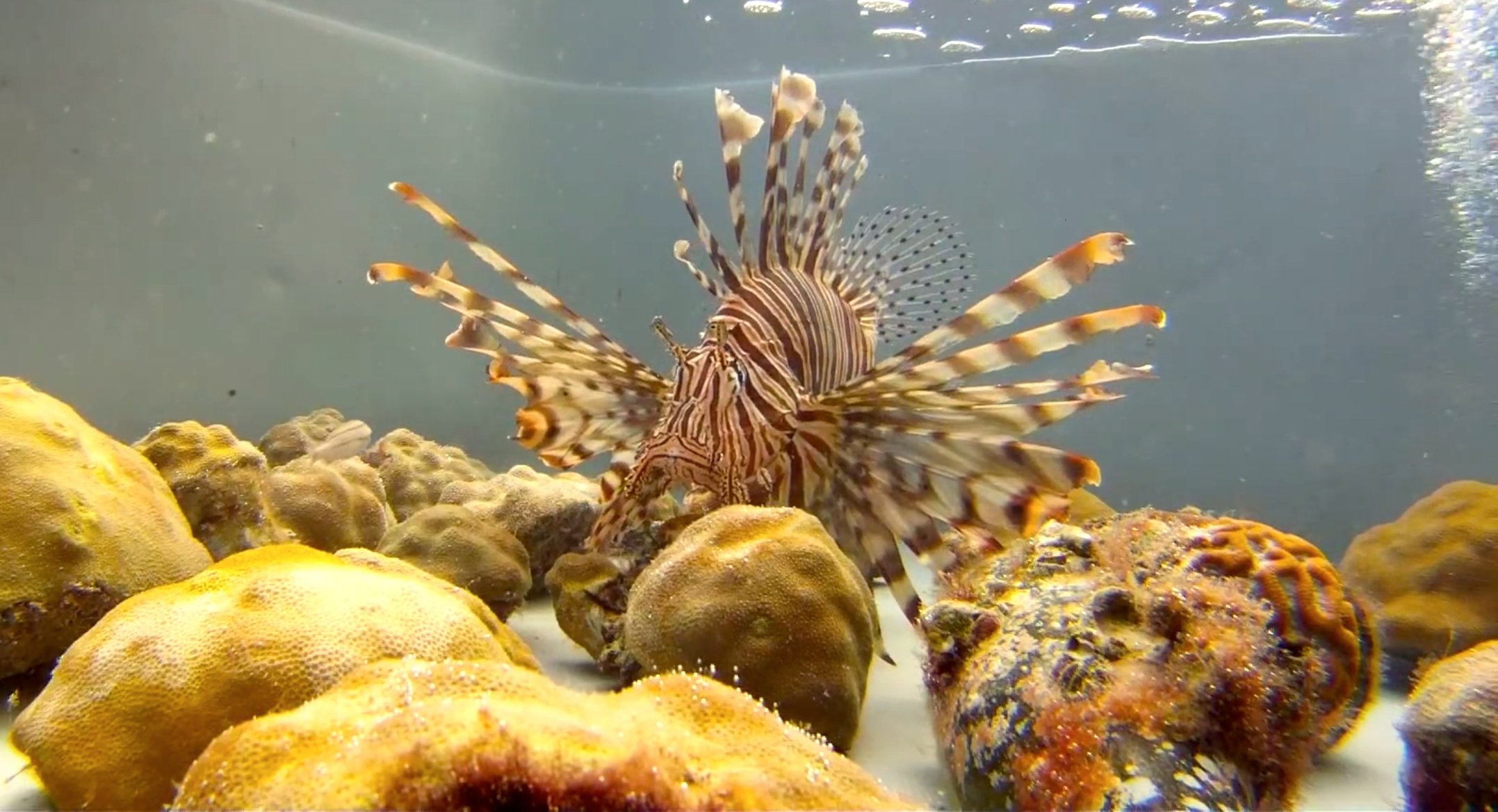 Rotfeuerfisch im Aquarium: Die Fische sollen aus Aquarien entwischt sein und haben sich inzwischen im Atlantik verbreitet, wo sie keine natürlichen Feinde haben.