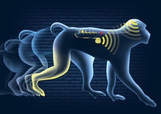 Das Hirnimplantat zeichnet Bewegungsimpulse im Gehirn auf und schickt sie kabellos an einen Computer. Dieser erstellt ein Simulationsprotokoll und schickt es an einen Taktgeber, der über 16 Elektroden die Beinmuskeln des Affen bewegt.