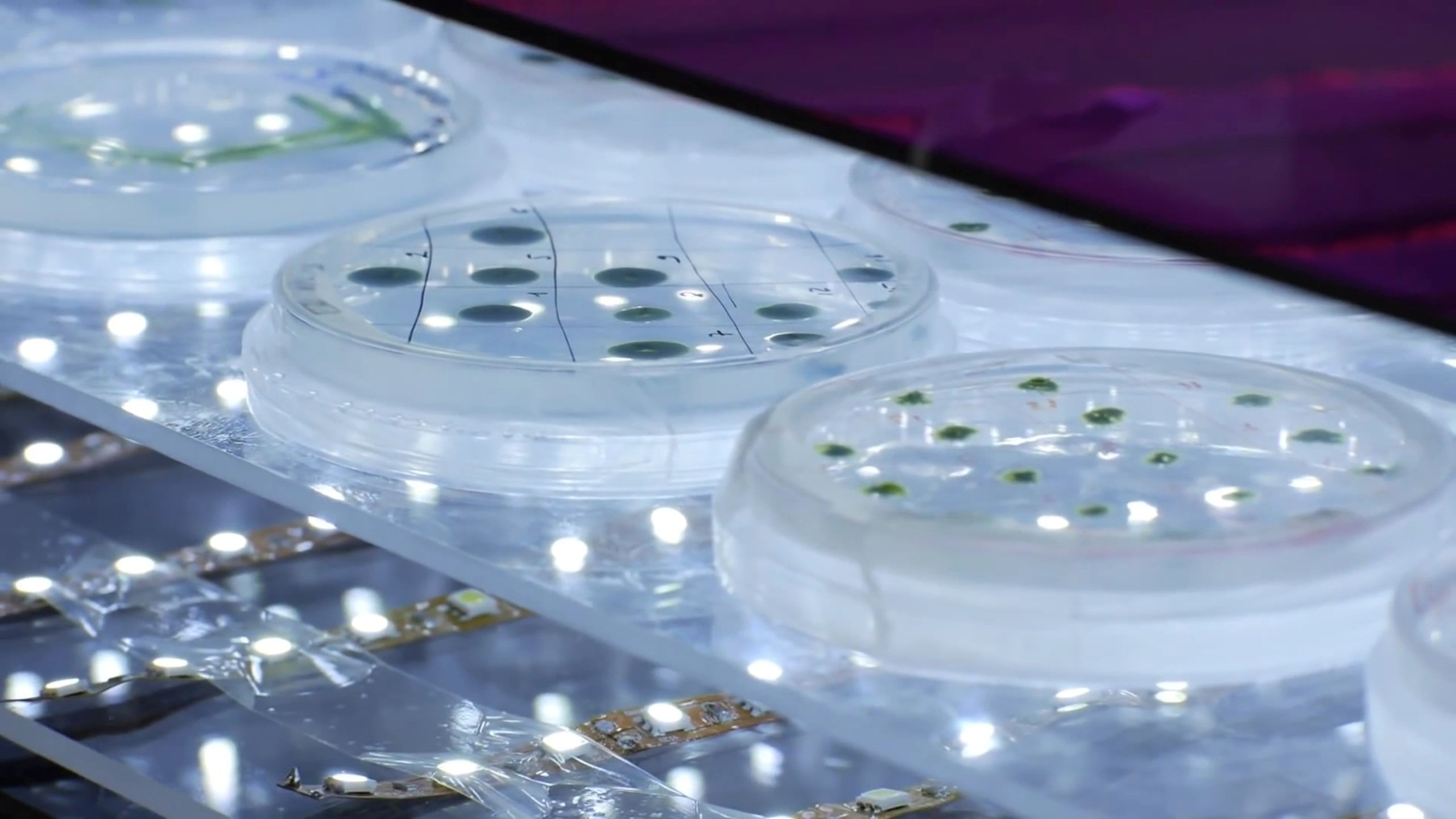 Die Forscher haben durch Genmanipulation die Wasserstoffproduktion der Algen bereit vervierfachen können.