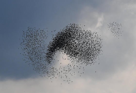 Vogelschwarm: Die Natur liefert oftmals die Vorlage für technische Entwicklungen. Boeing will das Risiko von Kollisionen minimieren und beteiligt sich deshalb an Versuchen mit Wellensittichen.