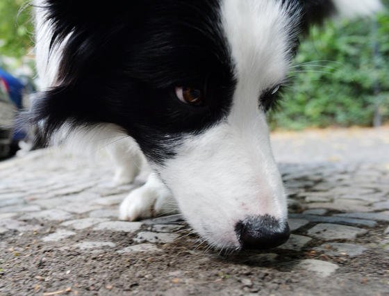 Hunde sind meisterhafte Schnüffler. Dafür sorgen nicht nur 300 Millionen Rezeptorzellen in ihrer Nase. Sie atmen auch so aus, dass sie weiter entfernte Partikel praktisch heransaugen und damit ein größeres Gebiet mit ihrem Riechorgan erfassen können.   