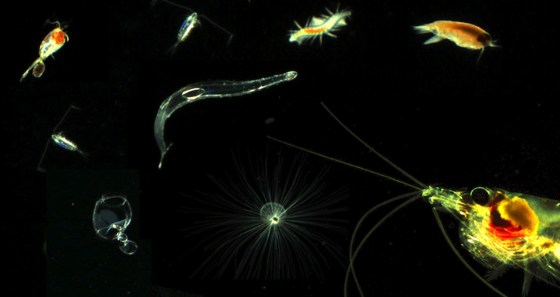 Plankton: Wissenschaftler haben in der Nordsee vor Helgoland einen Tauchroboter in Betrieb genommen. Er untersucht rund um die Uhr die mikroskopisch kleinen Meereslebewesen.