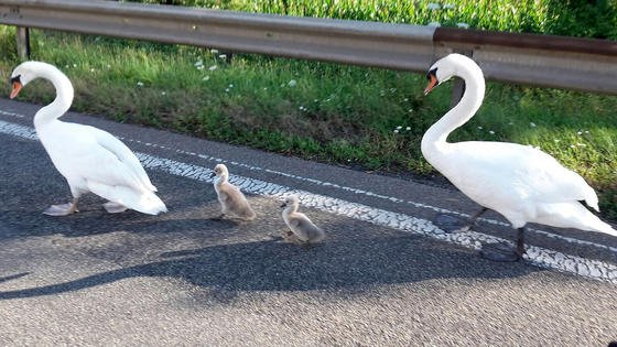 Schwanenfamilie auf der Autobahn: in Deutschland gibt es fast keine Flächen mehr, die mehr als einen Kilometer von Verkehrswegen entfernt liegen. So kommt es, dass die Landfläche der Erde in 600.000 Stücke zerteilt ist. 