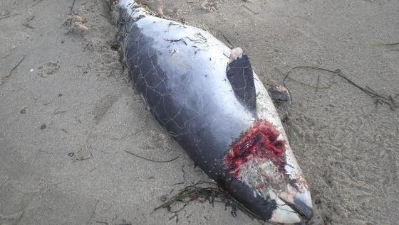 Schweinswal, der im Fischernetz erstickt ist.