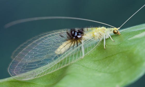Eine Florfliege mit einem spinnenförmigen Fleck auf den Flügeln wurde von der Universität von Arizona in Tempe (USA) für die Liste der skurrilsten Entdeckungen 2012 ausgewählt.