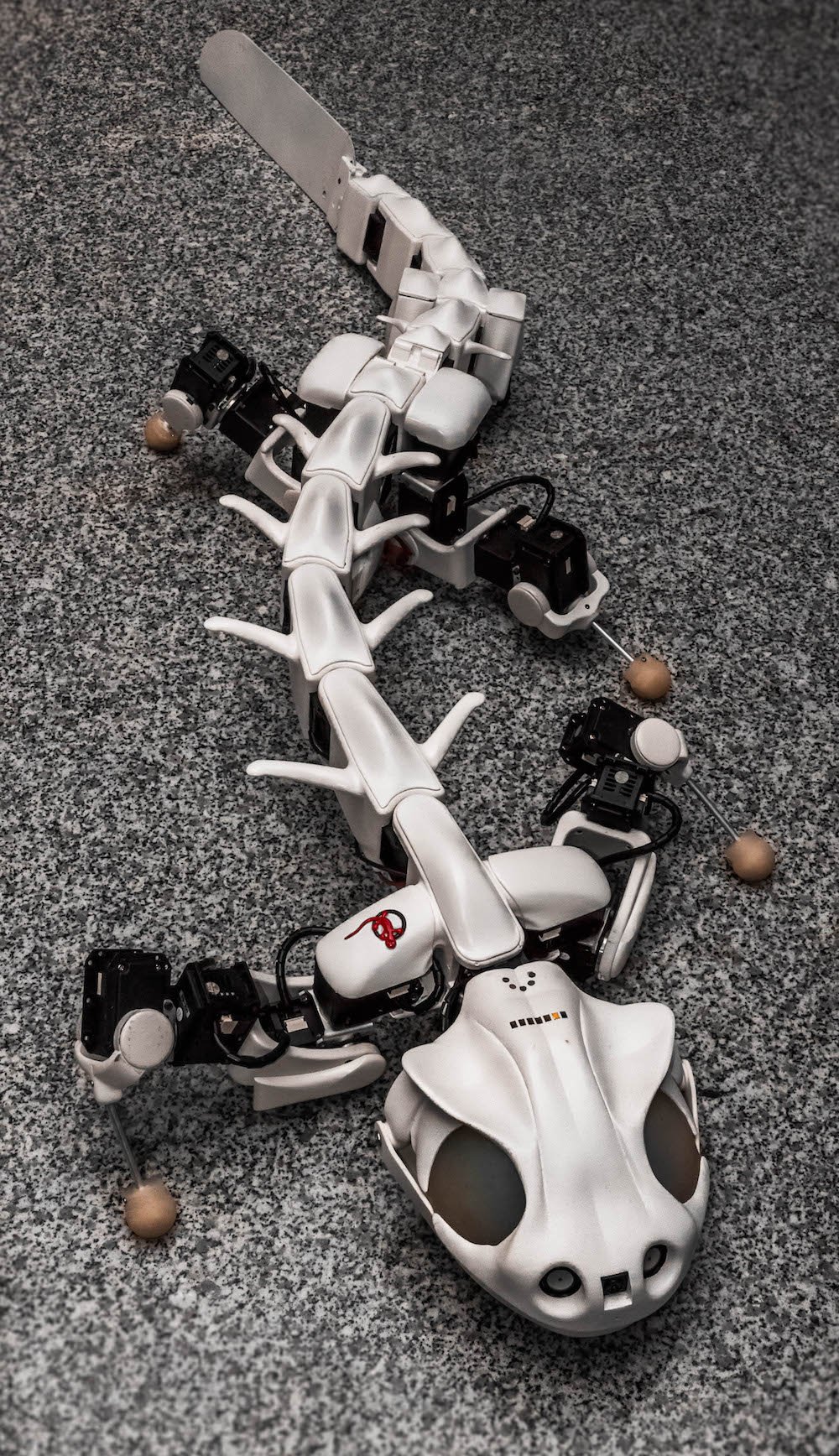 Der am EPFL entwickelte Robotik-Salamander Pleurobot.