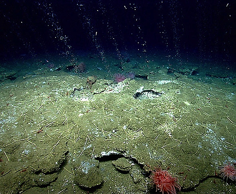Methangas strömt in 425 Metern Tiefe aus dem Meeresgrund vor Virginia.