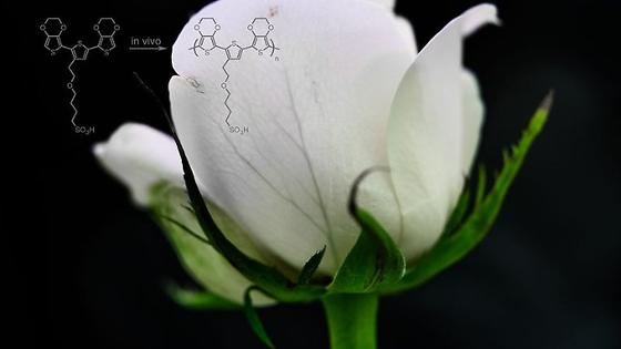 Schwedische Forscher machen aus Rosen Cyborg-Rosen, die Strom leiten und speichern können. Dafür bekommt die Blume eine wässrige Kunststofflösung verabreicht.