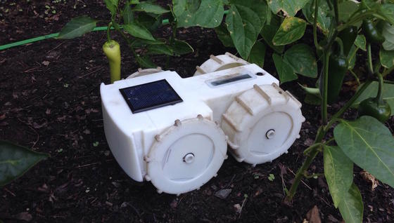 Unkrautroboter Tertill fährt mit Solarstrom und trimmt ungebetene Pflanzen weg.
