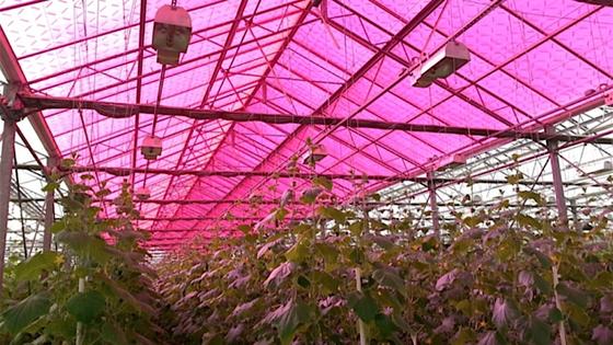 US-Forscher haben eine Photovoltaikanlage entwickelt, die nur Teile des Lichts zur Stromproduktion nutzt, aber genügend Licht durchlässt, damit Gemüsepflanzen trotzdem gut wachsen können.