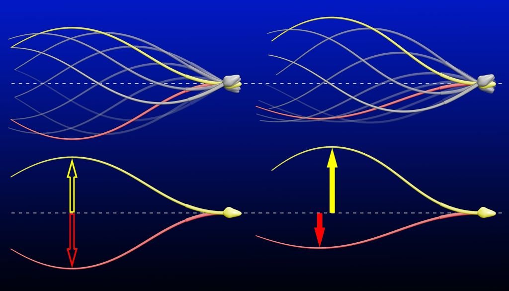 Die Abbildung zeigt, wie zwei unterschiedliche Wellen gleichzeitig entlang des Flagellums wandern.