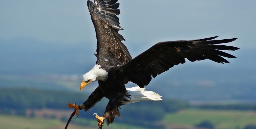 Zu oft töten Seeadler Lämmer auf schottischen Weiden. Ein Laserschutzschild soll die Raubvögel künftig von den Jungtieren fernhalten. 